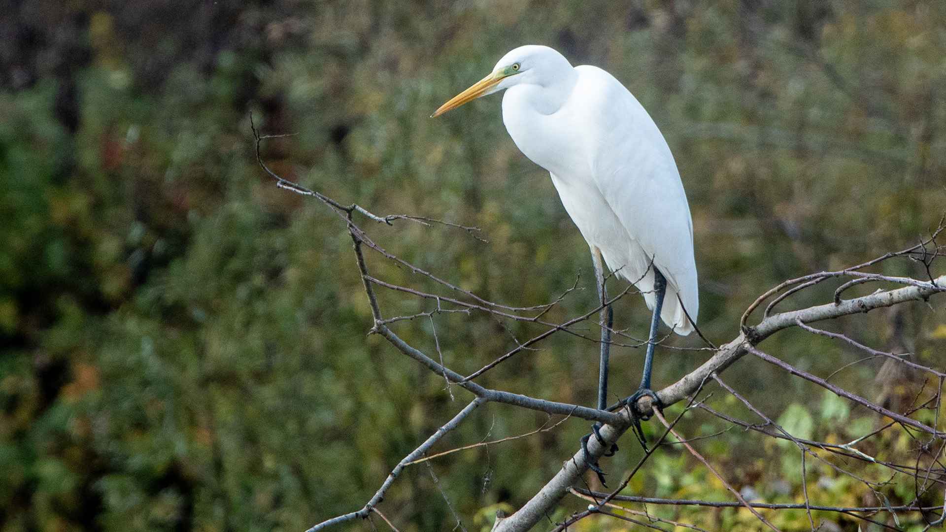 Great Egret